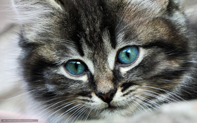 Kitten with Green Eyes — Gray