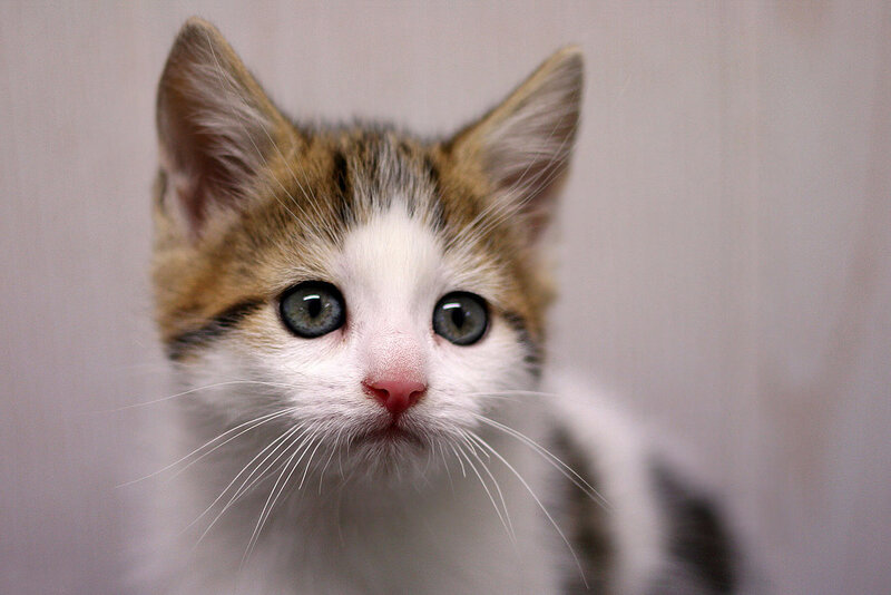 Kitten with Green Eyes — White, Calm, Photograph
