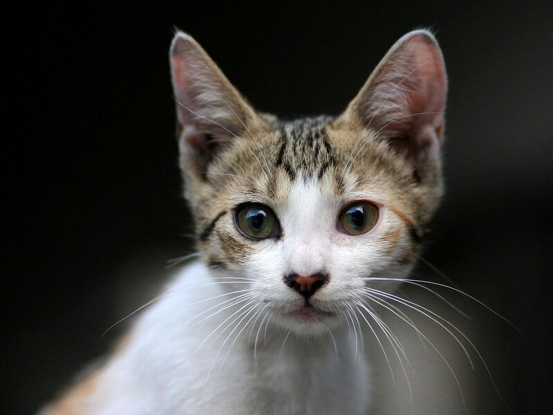 Kitten with Green Eyes — White, Calm, Photograph, Whiskers