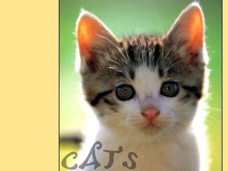 Kitten with Green Eyes — White, Calm