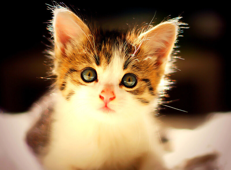 Kitten with Green Eyes — White, Innocent, Photograph