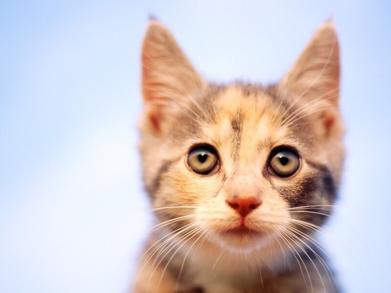 Kitten with Green Eyes — White