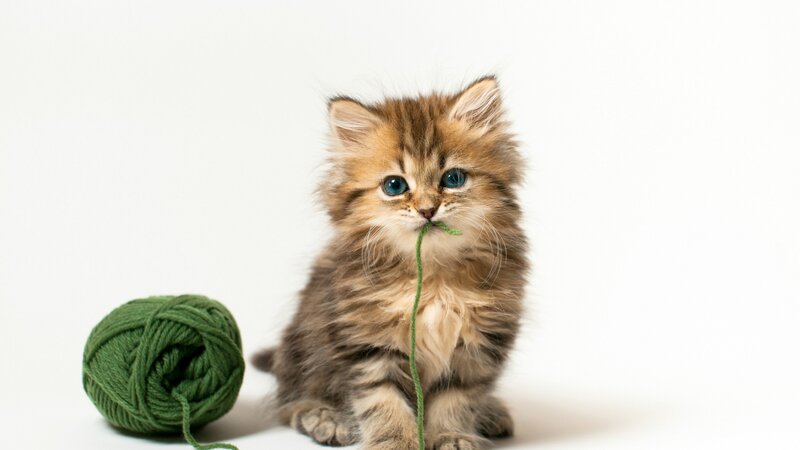 kitten with green yarn