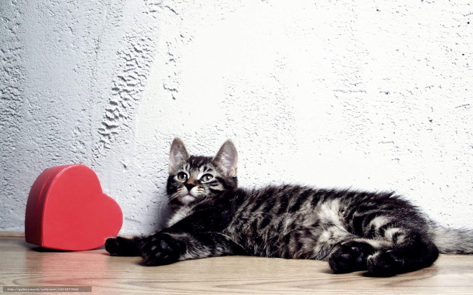 kitten with heart box
