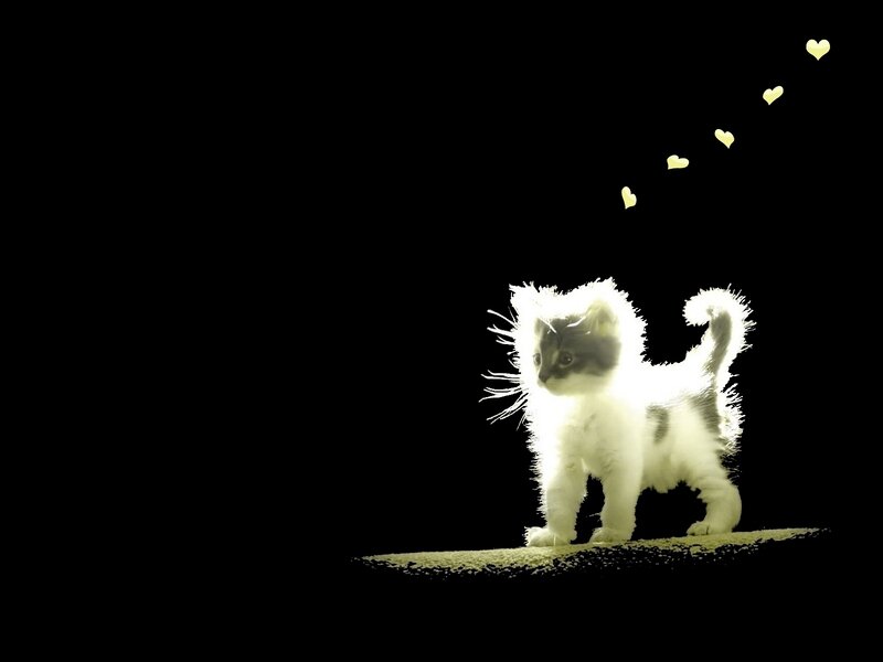 kitten with hearts