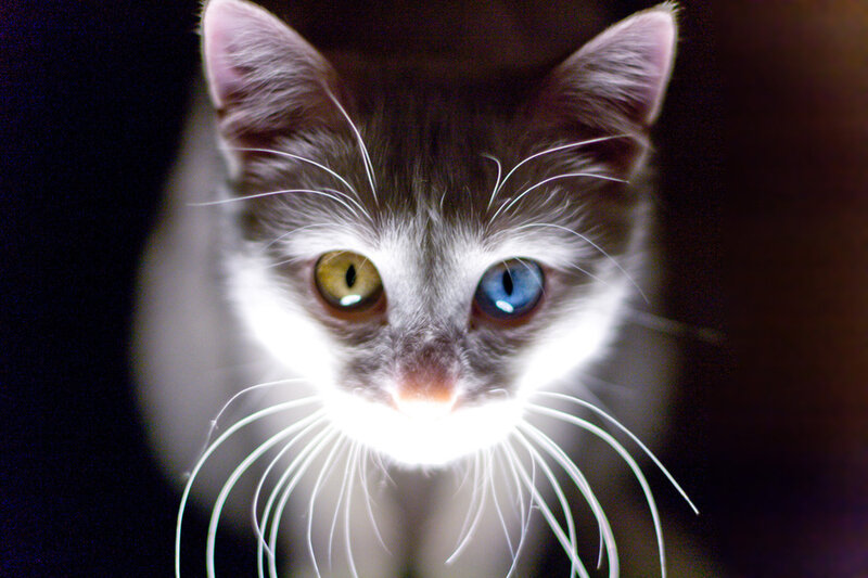 Kitten with Heterochromia — Gray