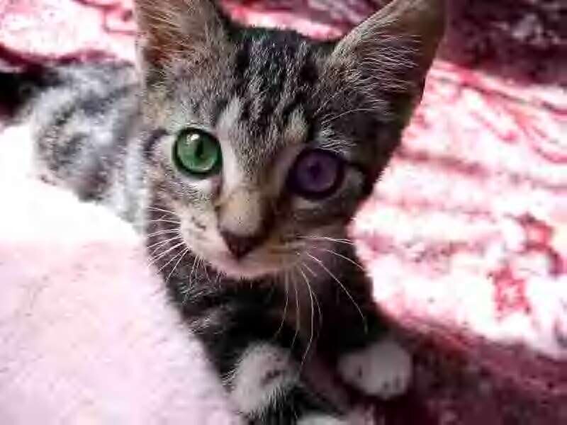 kitten with heterochromia