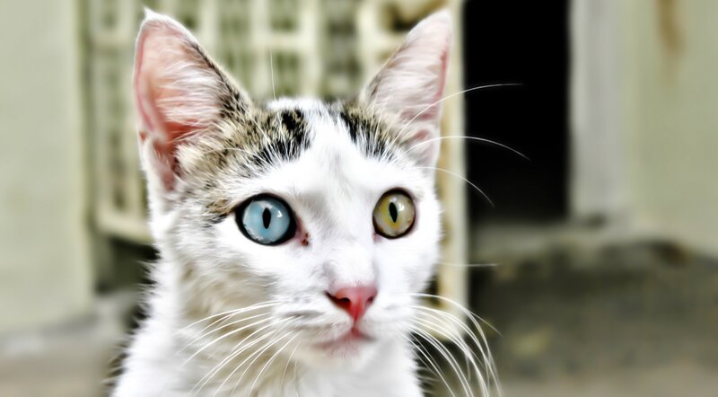 Kitten with Heterochromia — White