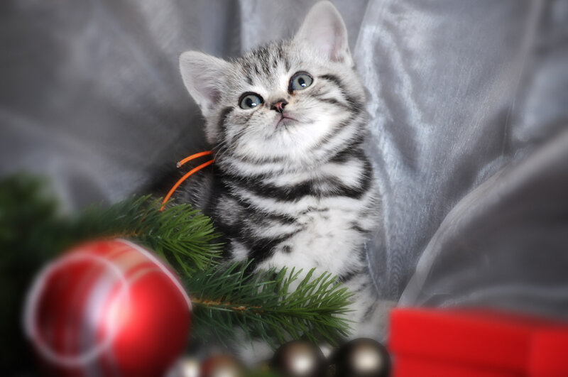 kitten with holiday decorations