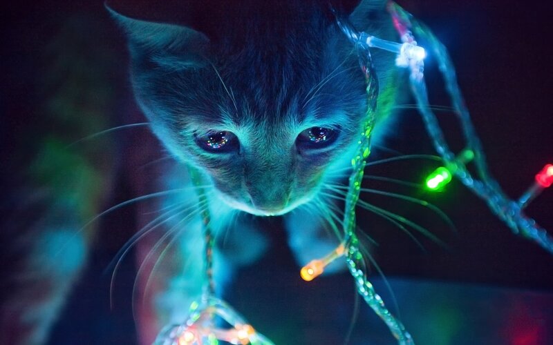 kitten with holiday lights