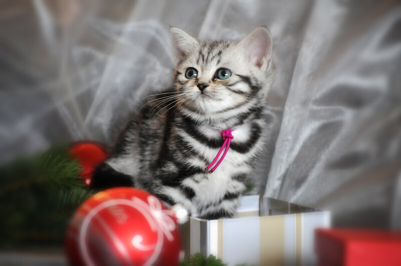 kitten with holiday ornaments
