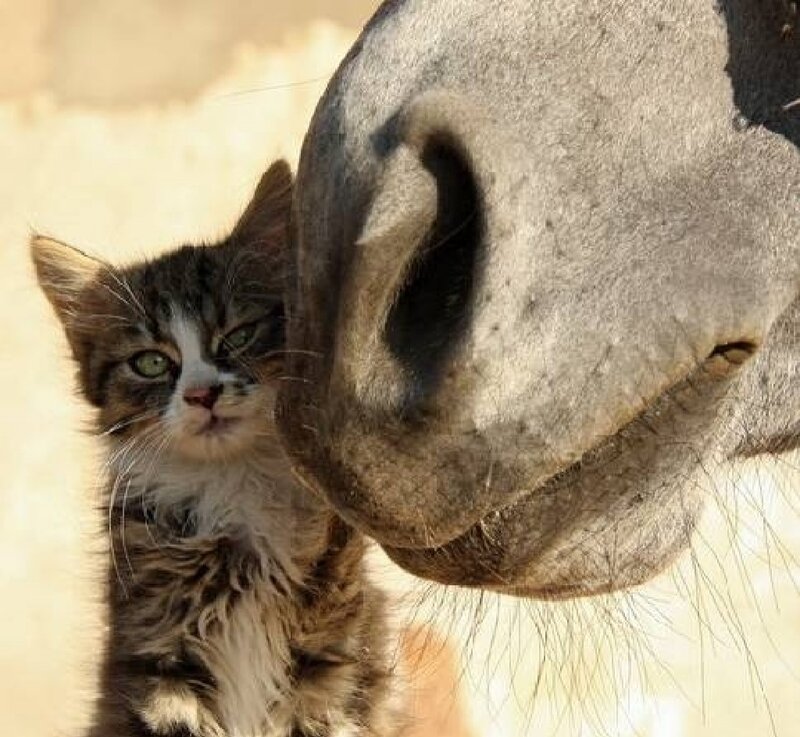 Kitten with Horse Nose
