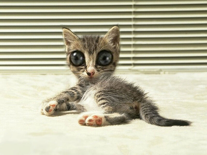 kitten with large eyes