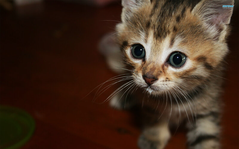 Kitten with Large Eyes — Brown