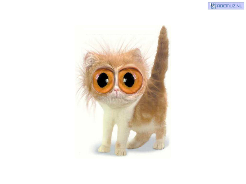 Kitten with Large Eyes — Orange