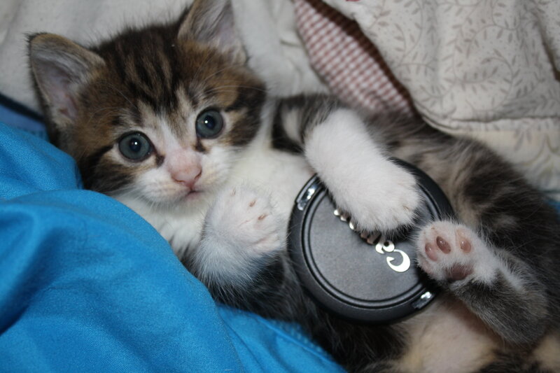 Kitten with Lens Cap