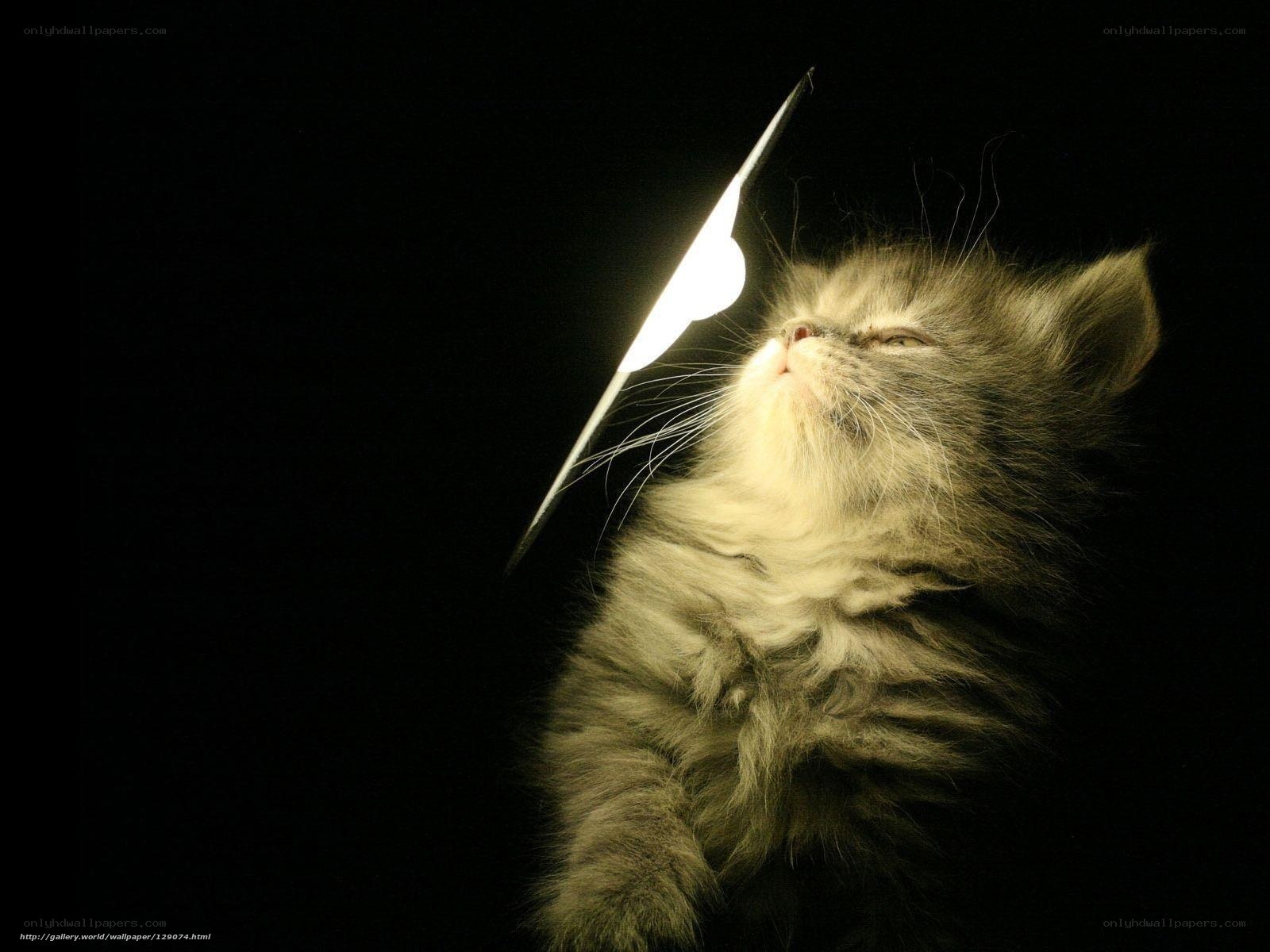 kitten with light beam
