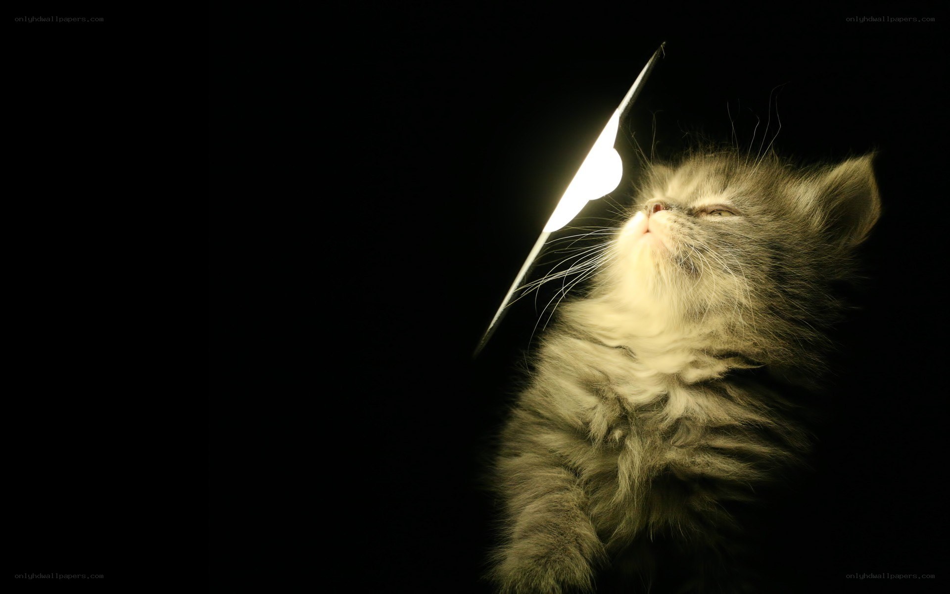 kitten with light beam