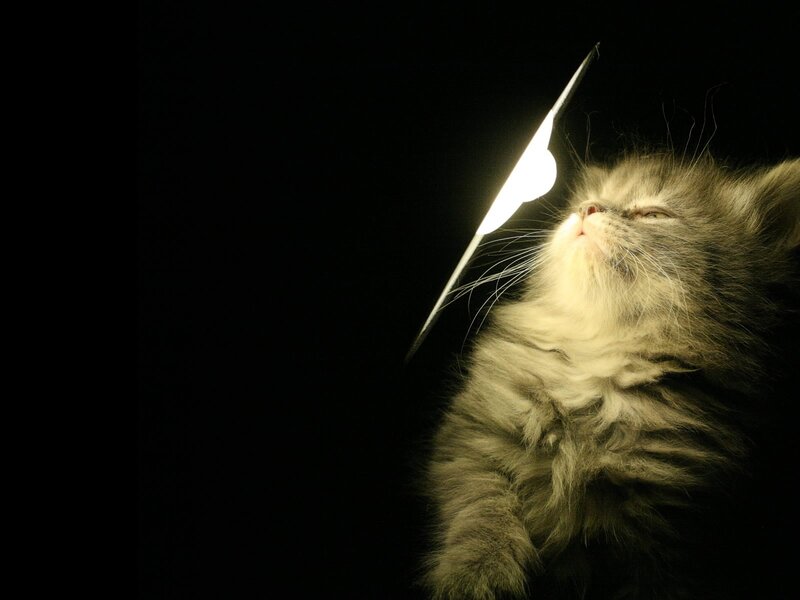 kitten with light beam