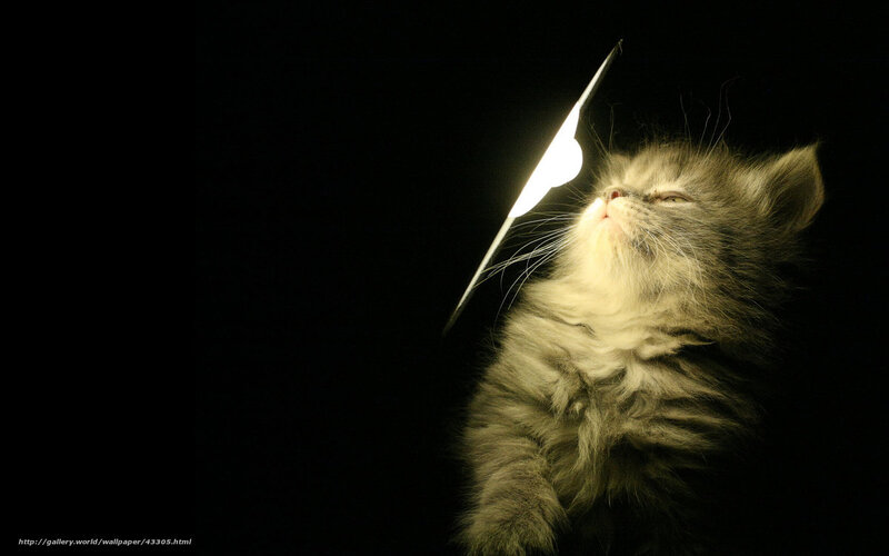 kitten with light beam