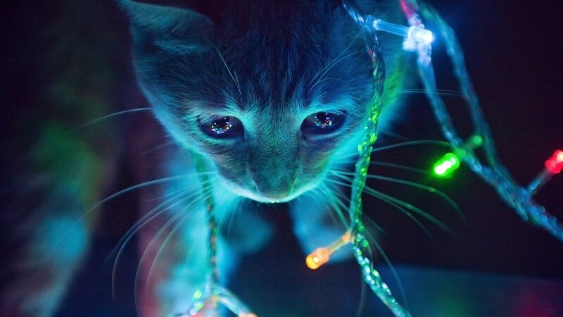 Kitten with Lights — Blue, Dark