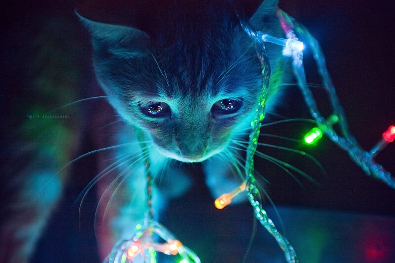 Kitten with Lights — Blue, Dramatic, Night, Photograph