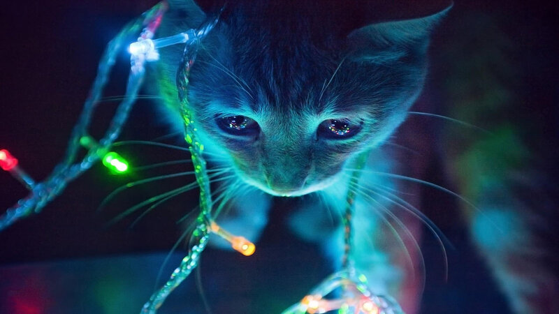 Kitten with Lights — Blue, Dramatic, Night, Photograph, Whiskers