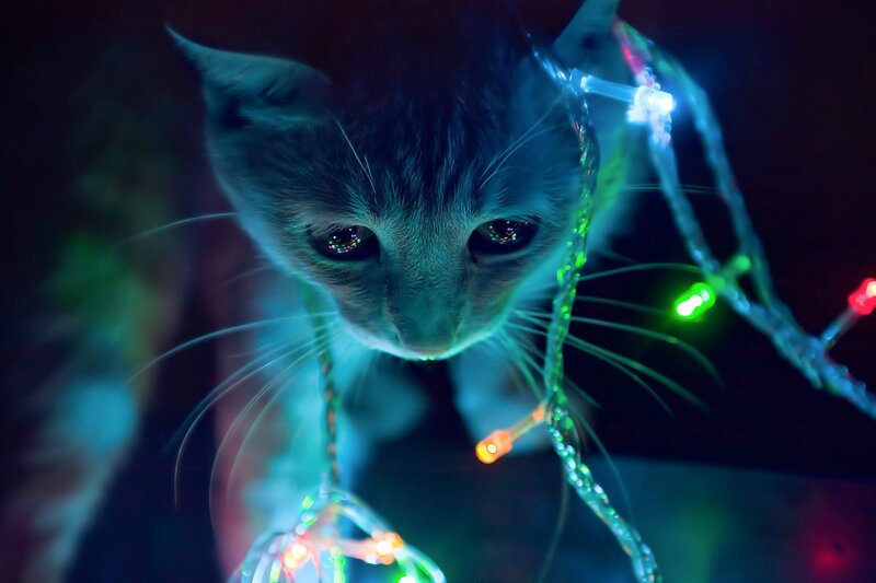 Kitten with Lights — Blue, Dramatic, Night