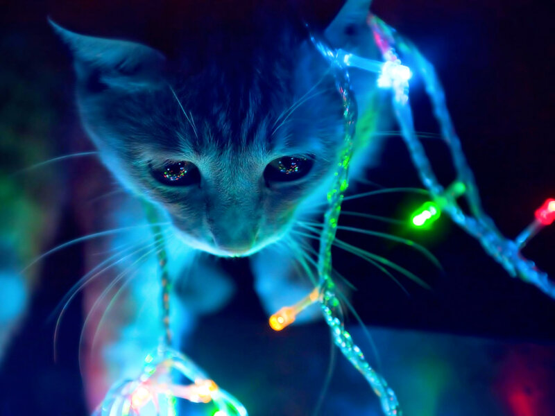 Kitten with Lights — Blue, Dramatic