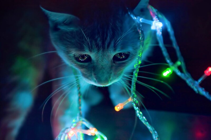 Kitten with Lights — Blue