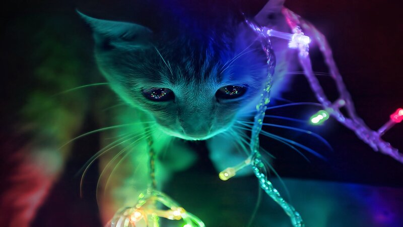 Kitten with Lights — Green