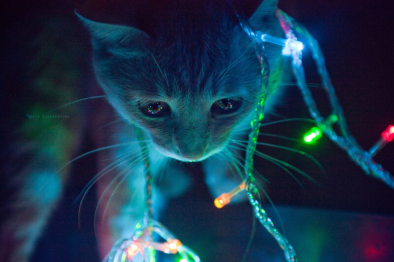 Kitten with Lights