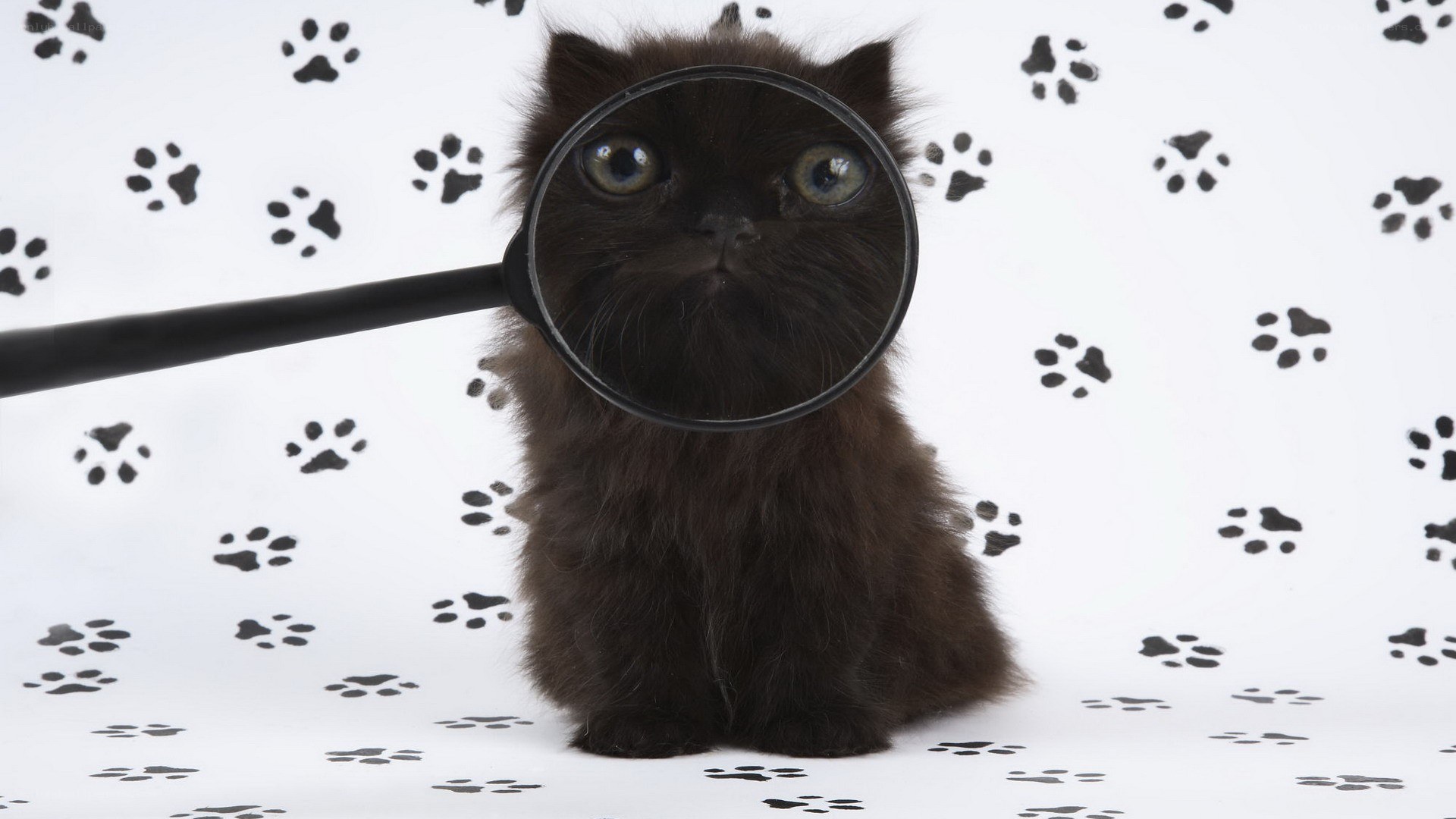 kitten with magnifying glass