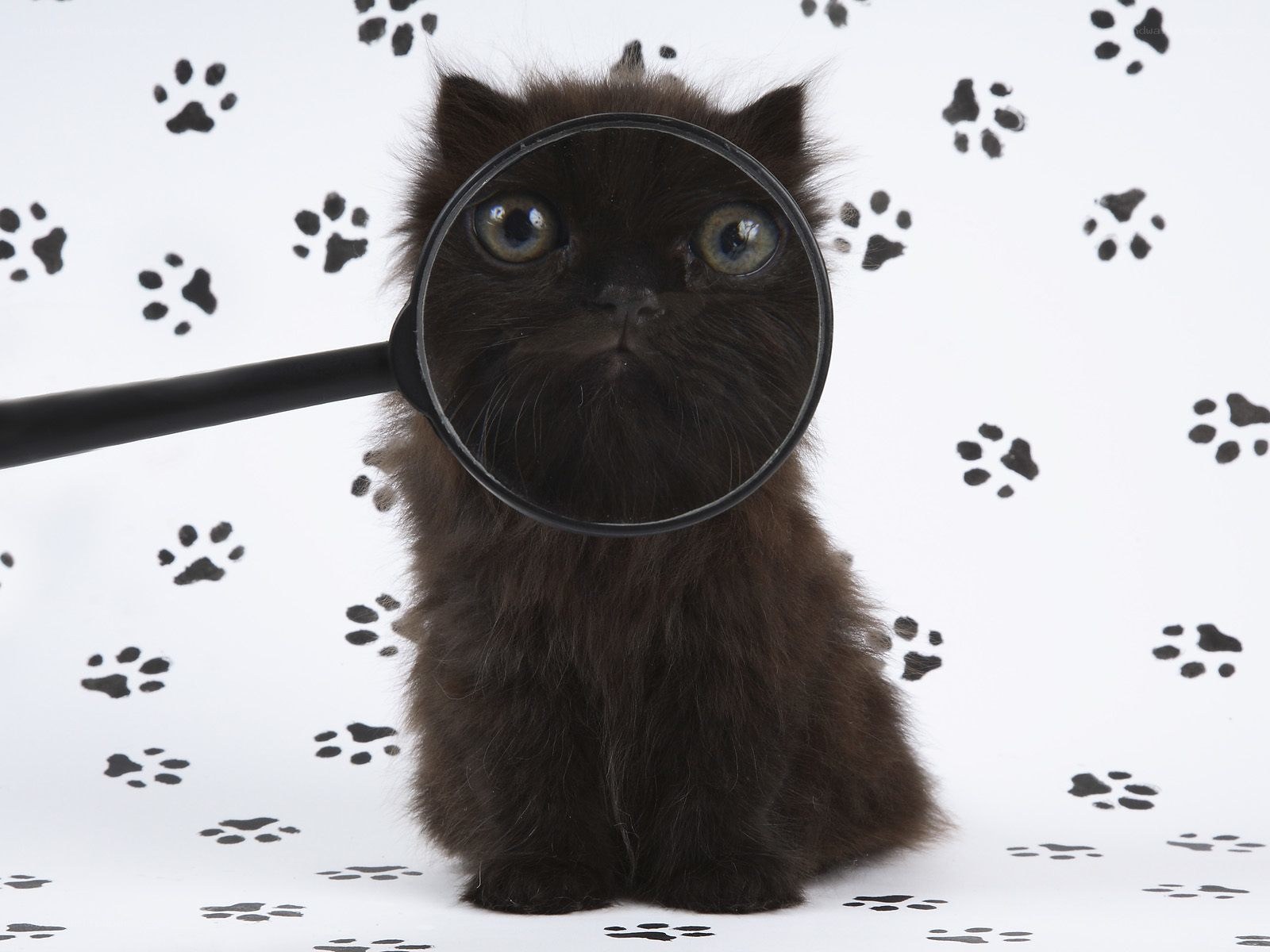 kitten with magnifying glass