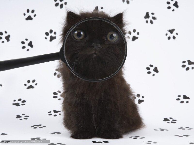 kitten with magnifying glass