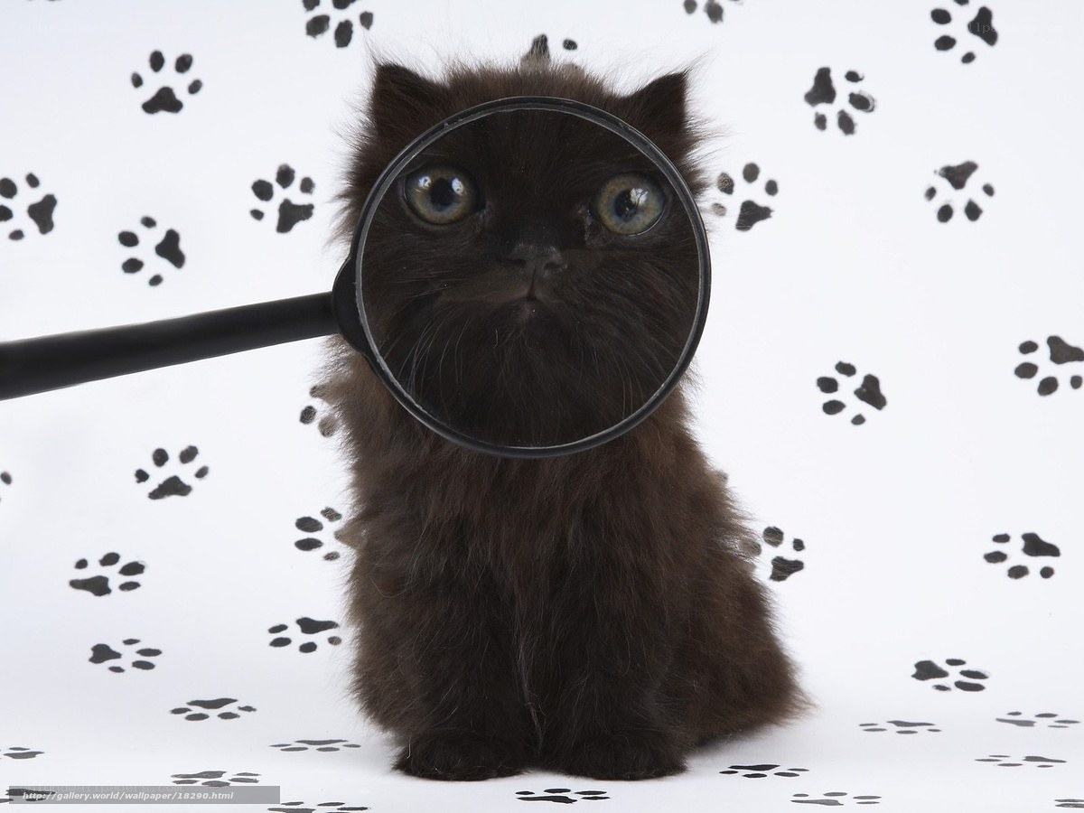 kitten with magnifying glass