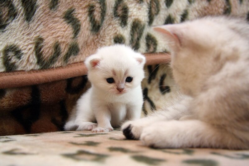 kitten with mother cat