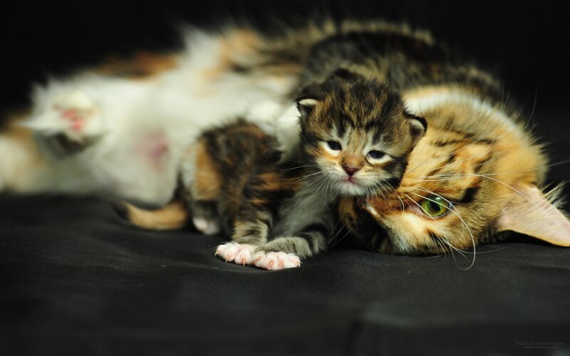 Kitten with Mother Cat — Black