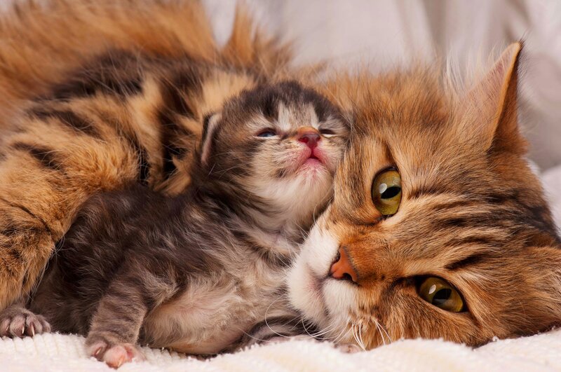Kitten with Mother Cat — Brown