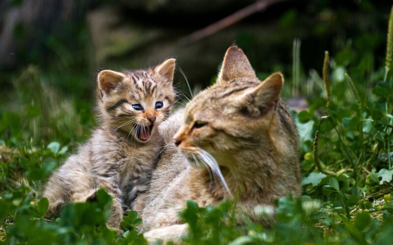 Kitten with mother cat in grass