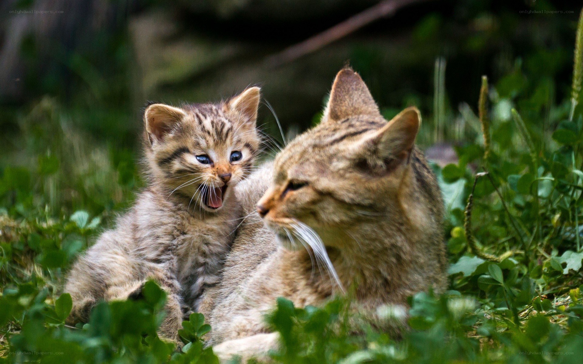 Kitten with mother cat in grass