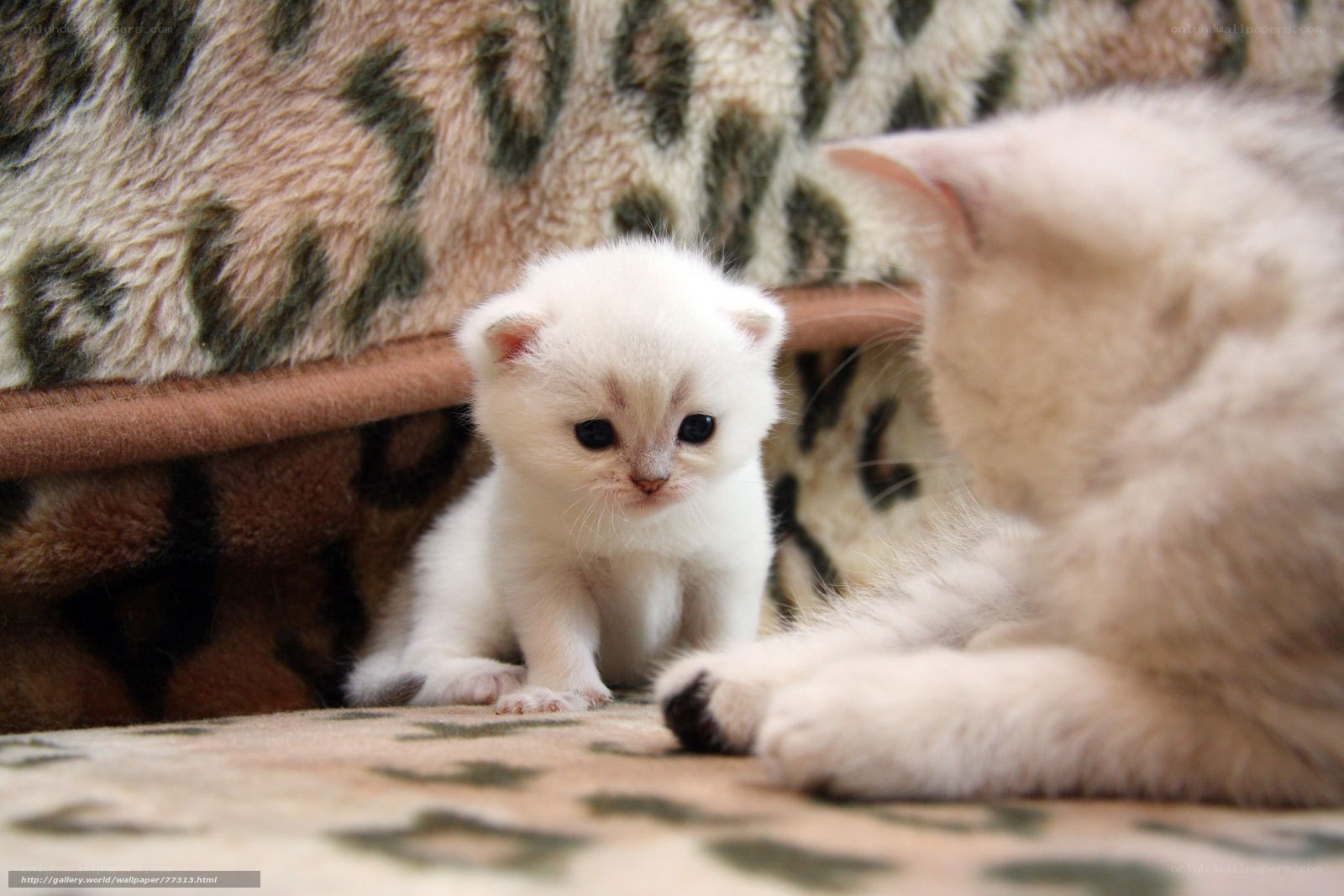 kitten with mother cat