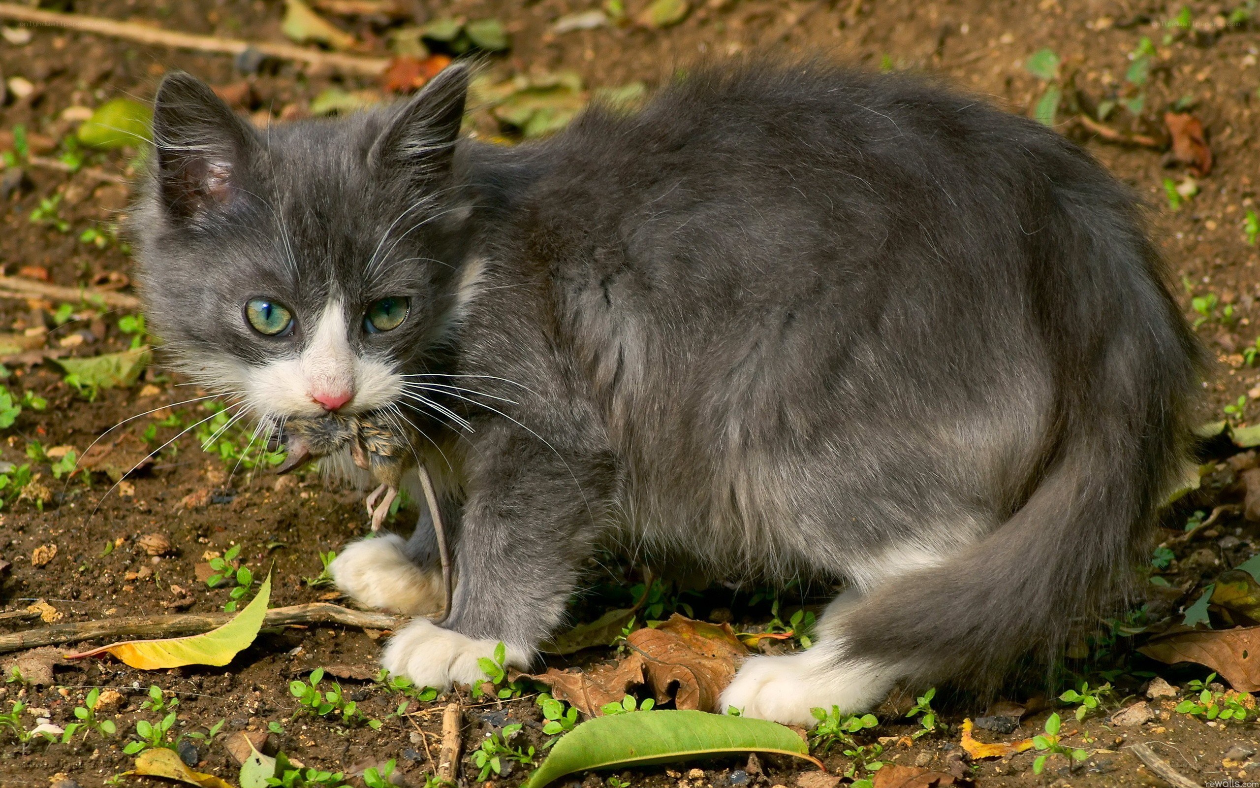 kitten with mouse in mouth