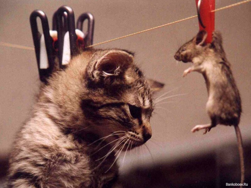 kitten with mouse on string