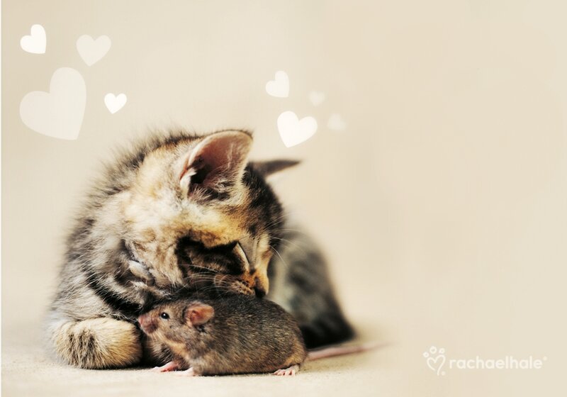 Kitten with Mouse