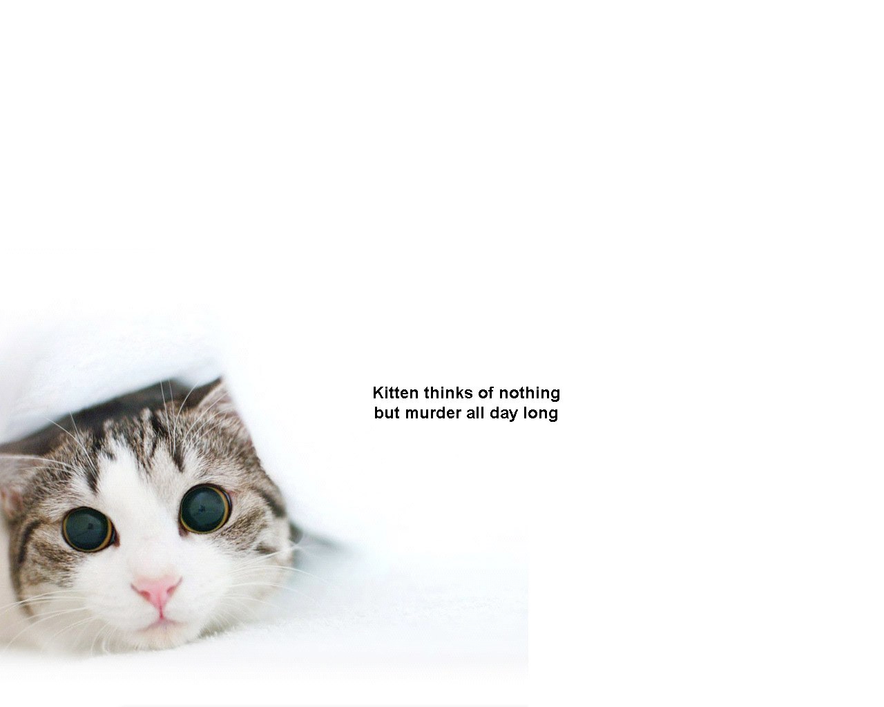 kitten with murder thoughts
