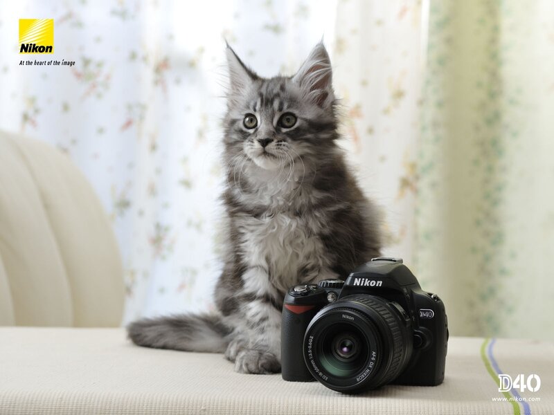 kitten with nikon d40