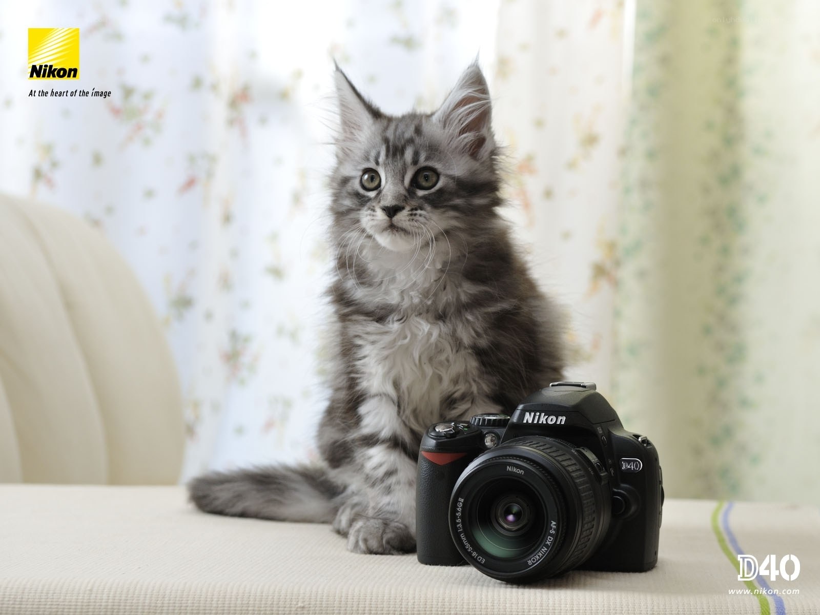 kitten with nikon d40