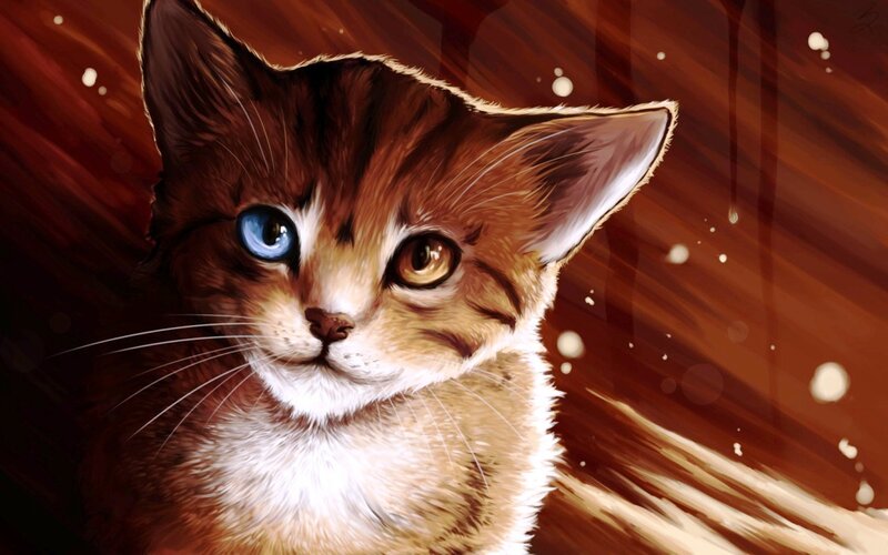 Kitten with Odd Eyes