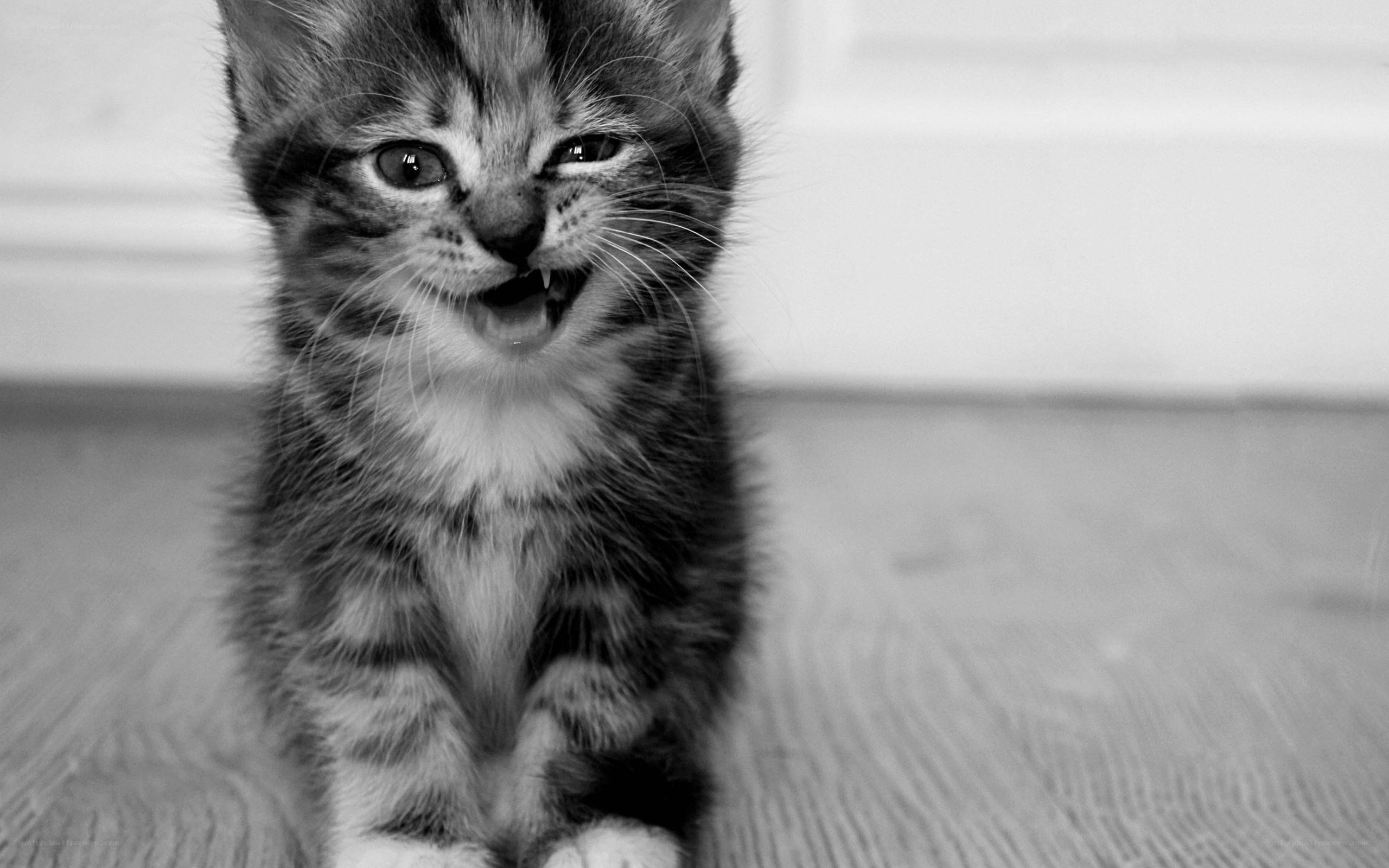 kitten with open mouth